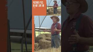 Why should you raise pigs on pasture Joel Salatin on the low capital cost to raise pigs on grass [upl. by Auston]