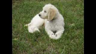 Goldendoodle timelapse from puppy to dog [upl. by Ahsiri867]