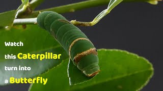 Watch this Caterpillar Turn Into A Butterfly  Papilio Demoleus  Metamorphosis  Lime swallowtail [upl. by Bendix]