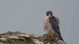 Threave Castle Peregrines October 2023 [upl. by Maurizio999]