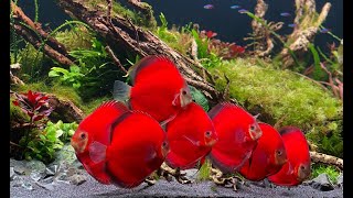 Most Beautiful Red Discus Planted Aquarium  Amazing Discus Tank Mates [upl. by Adliw594]