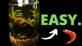 HOW To Make Your Own Ecosystem In a Jar [upl. by Adaven158]