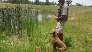 Louter Creek Hunting Poodle quotCooperquot Water Retrieves [upl. by Bernat]