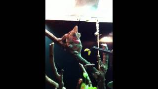 Veiled chameleon feeding wax worms [upl. by Hewe]