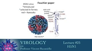 Virology 2014 lecture 25  H5N1 [upl. by Ahtanaram]