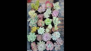 Available Set Of Succulent succulents succulentforsale succulentsonly souvenir succulent [upl. by Tami751]