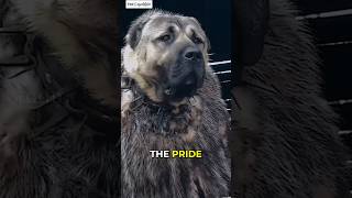 Kangal Shepherd Dogs  The Wolf Hunter shorts kangal dog [upl. by Dafna]