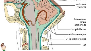 Como o sistema nervoso pode ser anatomicamente dividido Neuroanatomia Funcional Básica [upl. by Llertnor]