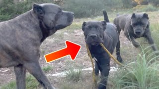 Dominant CANE CORSO Puppy Challenges ALPHA DOG [upl. by Bagley]