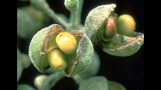 Maladies de l’arbre de vigne  oidium vigne [upl. by Screens]