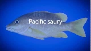 How to pronounce Pacific saury [upl. by Karoly]