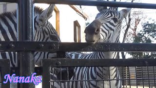 42 Cute zebra baby NANAKAs adventure シマウマの赤ちゃんの成長記録【Cute animal baby videos】【羽村市動物公園】 [upl. by Airda]