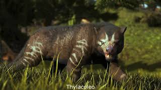 Thylacoleonids The Marsupial Lions [upl. by Nnairak]