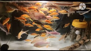 Endlicheri Albino Red Belly Pacu Albino Tiger Oscar Tinfoil Barb Albino Giant Gourami [upl. by Ycal]