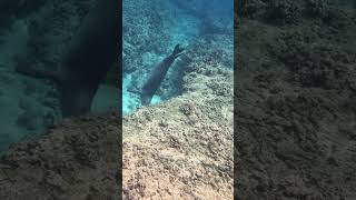 Monk Seal swimming around hawaii hawaiioutdoors oahu snorkeling monkseal [upl. by Retsehc292]