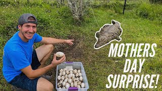 Collecting A Huge Clutch Of Nile Crocodile Eggs [upl. by Eirac]