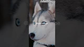 Wolf in Dogs Clothing the Siberian Husky [upl. by Oirretno]