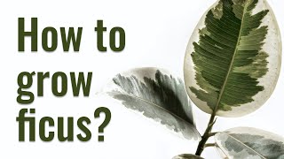 How to grow Ficus Elastica from STEM CUTTINGS  Plant REJUVENATION [upl. by Estis]