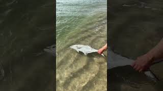 Leerfish hunting and release fishing reggaeton cover fishing nature fish beach adventure [upl. by Truelove]