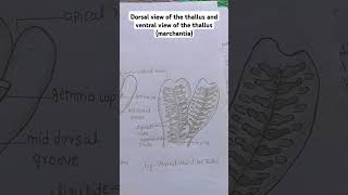 marchantia dorsal and ventral thallus [upl. by Jammin709]