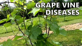 A Look at a Few Grape Vine Diseases [upl. by Noffihc112]