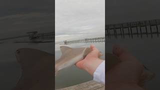 Using CROAKER To Catch My FIRST EVER SHARK Difficult Situation [upl. by Akinas797]