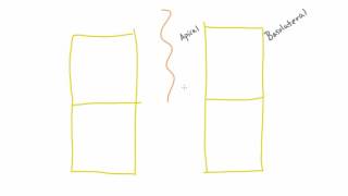 How does sodium cross the basolateral membrane in the PCT of the nephron [upl. by Lozano]