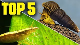 Top 5 Shrimp Snails amp Crabs for Your Aquarium [upl. by Saito848]