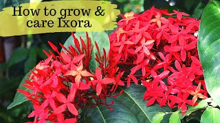 How to grow and care Ixora Plants Summer Flowering plantHow to grow ixora plant from cutting [upl. by Sirk]