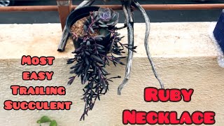 RUBY NECKLACE MOST EASY TRAILING SUCCULENT  CARE TIPS [upl. by Vig]