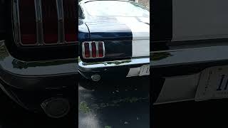 65 MustAng basking in the sun automobile fordmustang shelbygt350 [upl. by Aggri486]