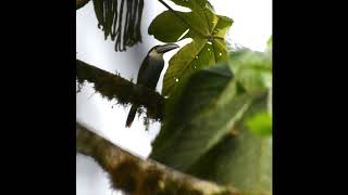 Blackbilled Mountain Toucan Andigena nigrirostris  Cosanga [upl. by Ellenwahs]