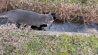 いつもは行かない道に出ると 水が流れる溝を歩いてゆく猫…【さっちゃんとおばあちゃんの散歩・515日目】①・・・ [upl. by Talanta]