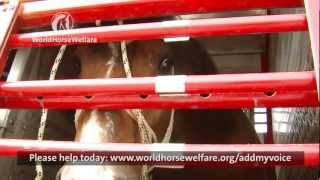 The needless suffering of Europes slaughter horses [upl. by Mossolb]