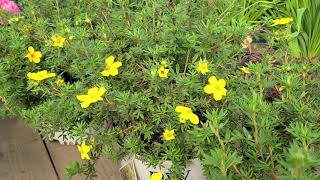 Potentilla Happy Face® Yellow Bush Cinquefoil  BRIGHT Easy to Grow Hardy Native Shrub [upl. by Ednutey]