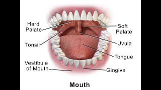 Anatomy of the vestibule of the mouth [upl. by Gahan]