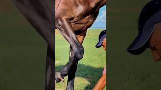 you need to know the important body areas to treat horsescowboy rek horse kopkari [upl. by Haisoj]