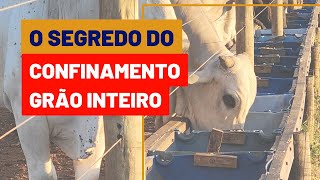 Como fazer adaptação do CONFINAMENTO GRÃO INTEIRO [upl. by Brewster]