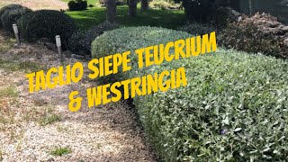 Taglio e rifinitura siepi Teucrium e Westringia [upl. by Enyrehtak]