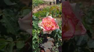 mixed colored rosegracegardenshortsplantsstatus [upl. by Hilleary]