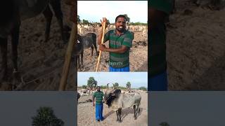 😳🤔 அதானே வறட்சிய தாங்குமா💥😱  கால் கட்டு மாடுகள்  cowvideos  pastoralism  jallikattu [upl. by Thorn79]