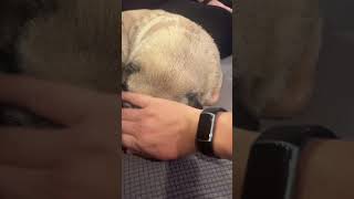 Pug pug pug washy rub song pugsandor [upl. by Ikilisav]