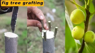 Grafting of fig tree  fig tree grafting  graft fig plant [upl. by Norah]