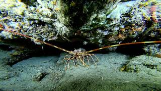 alpesmaritimes menton scubadiving ssi 4k lobster shrimp rebreather deepdive perfectdive [upl. by Lorilyn]