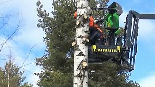 Leguan Lifts in action Arborist felling a tree with L190 [upl. by Ramraj]