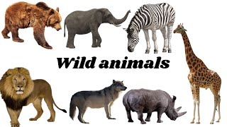 wild animals name in english 🦘🐘🐅🦛💯 [upl. by De]