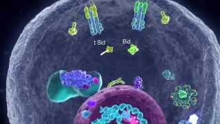 Apoptotic Pathways [upl. by Wiatt]