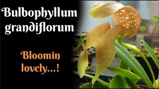 Bulbophyllum grandiflorum bloomin lovely [upl. by Pren]