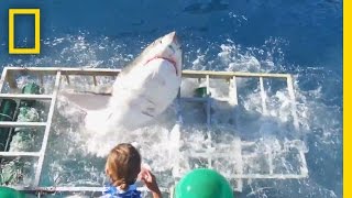 Diver Narrowly Escapes When Great White Shark Breaks Into Cage  National Geographic [upl. by Adena]