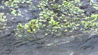 Watercress Nasturtium officinale at Springs [upl. by Atkins457]